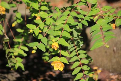 キンシバイ（オトギリソウ科）