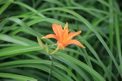 ノカンゾウ（ツルボラン科）