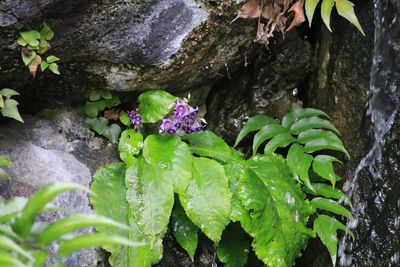 イワタバコ（イワタバコ科）