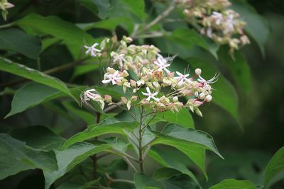 クサギ（シソ科）