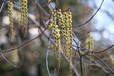 キブシ（キブシ科）