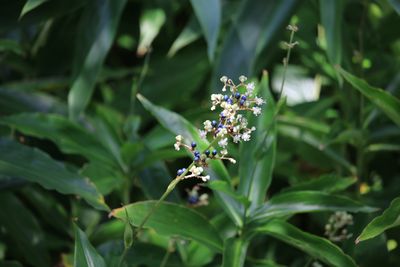 ヤブミョウガ（実・花）（ツユクサ科）