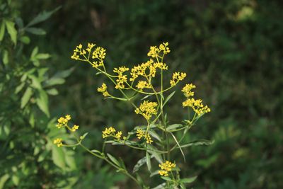 オミナエシ（スイカズラ科）