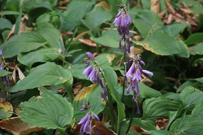 コバギボウシ（キジカクシ科）