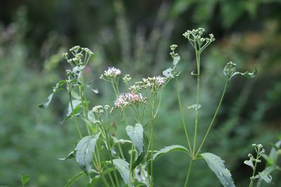 フジバカマ（キク科）