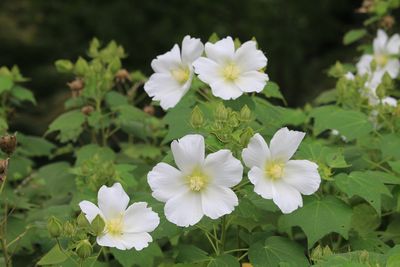 フヨウ（アオイ科）