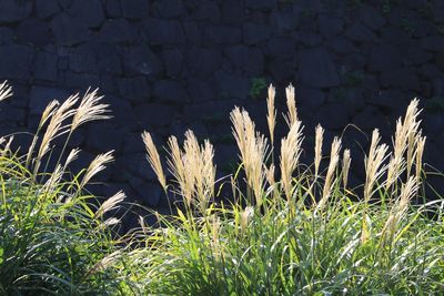 ススキ（イネ科）