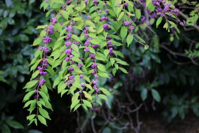 コムラサキ(実)（シソ科）