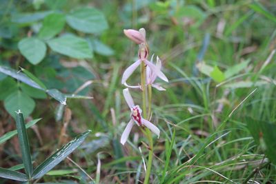 マヤラン（ラン科）