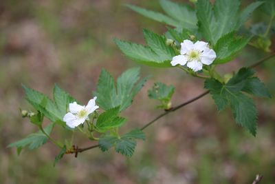 カジイチゴ（バラ科）