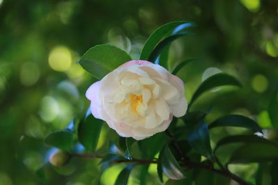 サザンカ（ツバキ科）