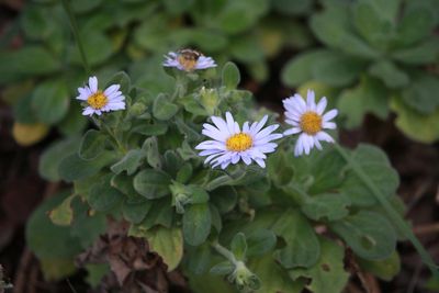 ダルマギク（キク科）