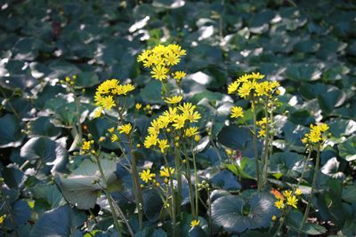 ツワブキ（キク科）