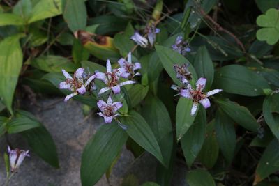 タイワンホトトギス（ユリ科）