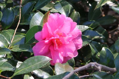 カンツバキ（ツバキ科）