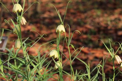 バイモ（ユリ科）