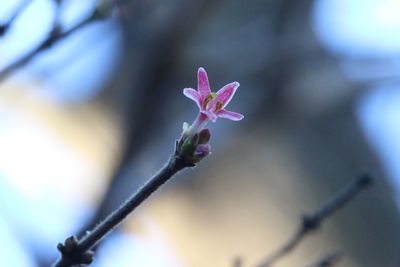 写真：ミヤマウグイスカグラ（スイカズラ科）