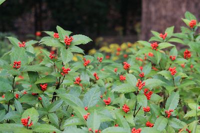 写真：センリョウ（実）（センリョウ科）