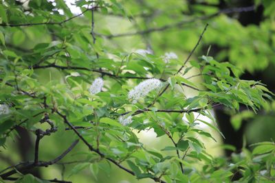 ウワミズザクラ（バラ科）