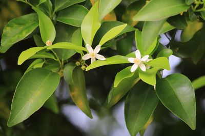 タチバナ（ミカン科）