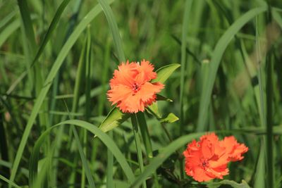 ガンピセンノウ（ナデシコ科）