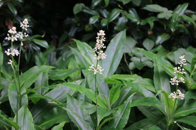 ヤブミョウガ（ツユクサ科）