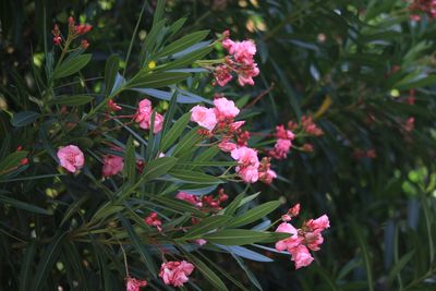 キョウチクトウ（キョウチクトウ科）