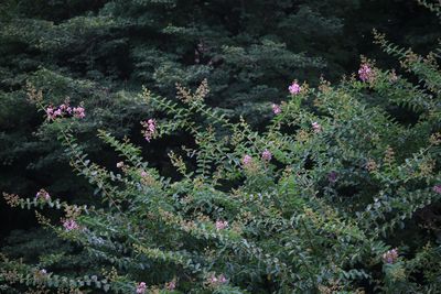 サルスベリ（ミソハギ科）