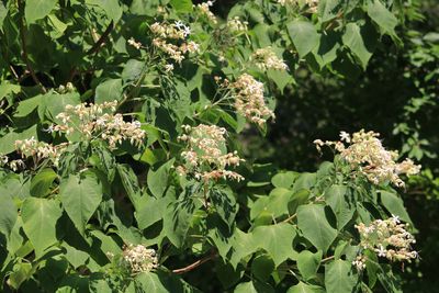 クサギ（シソ科）