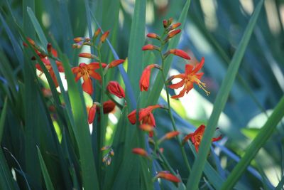 ヒメヒオウギズイセン（アヤメ科）