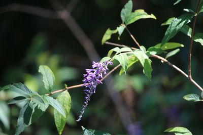 トウフジウツギ（ゴマノハグサ科）