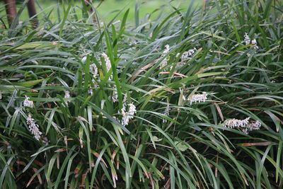 ノシラン（キジカクシ科）