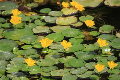 アサザ（ミツガシワ科）