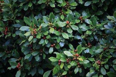 モチノキ（実）（モチノキ科）