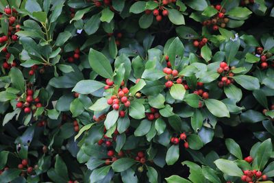 モチノキ（実）（モチノキ科）