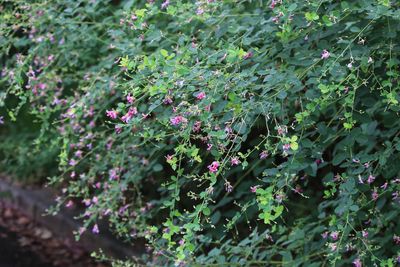 ヤマハギ（マメ科）