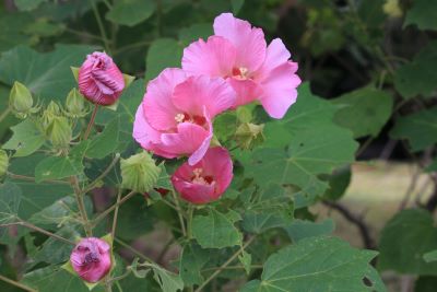 フヨウ（アオイ科）