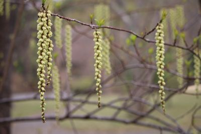 キブシ（キブシ科）