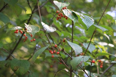 ミヤマガマズミ(実)（ガマズミ科）