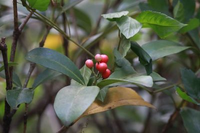 ミヤマシキミ（実）（ミカン科）
