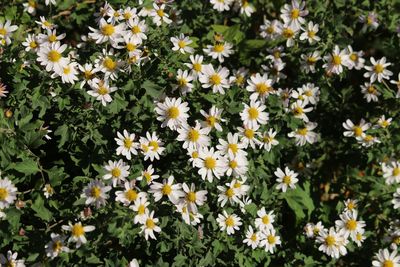 リュウノウギク（キク科）