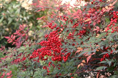 写真：ナンテン（実）（メギ科）