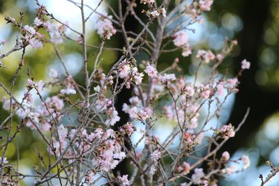 写真：ジュウガツザクラ（バラ科）