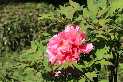 ボタン（ボタン科）