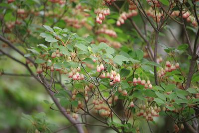 サラサドウダン（ツツジ科）