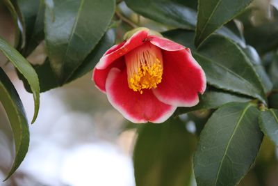 ツバキ（玉之浦）（ツバキ科）