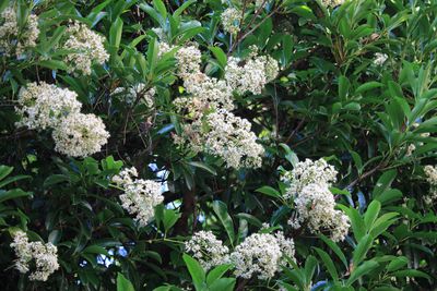 サンゴジュ（ガマズミ科）