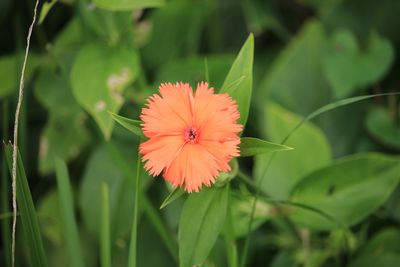 ガンピセンノウ（ナデシコ科）