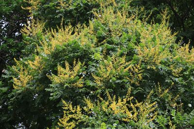 モクゲンジ（ムクロジ科）