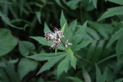 ヤブレガサ（キク科）